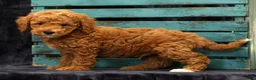 Miniature Poodle dogs for sale: Milo - Ad 7