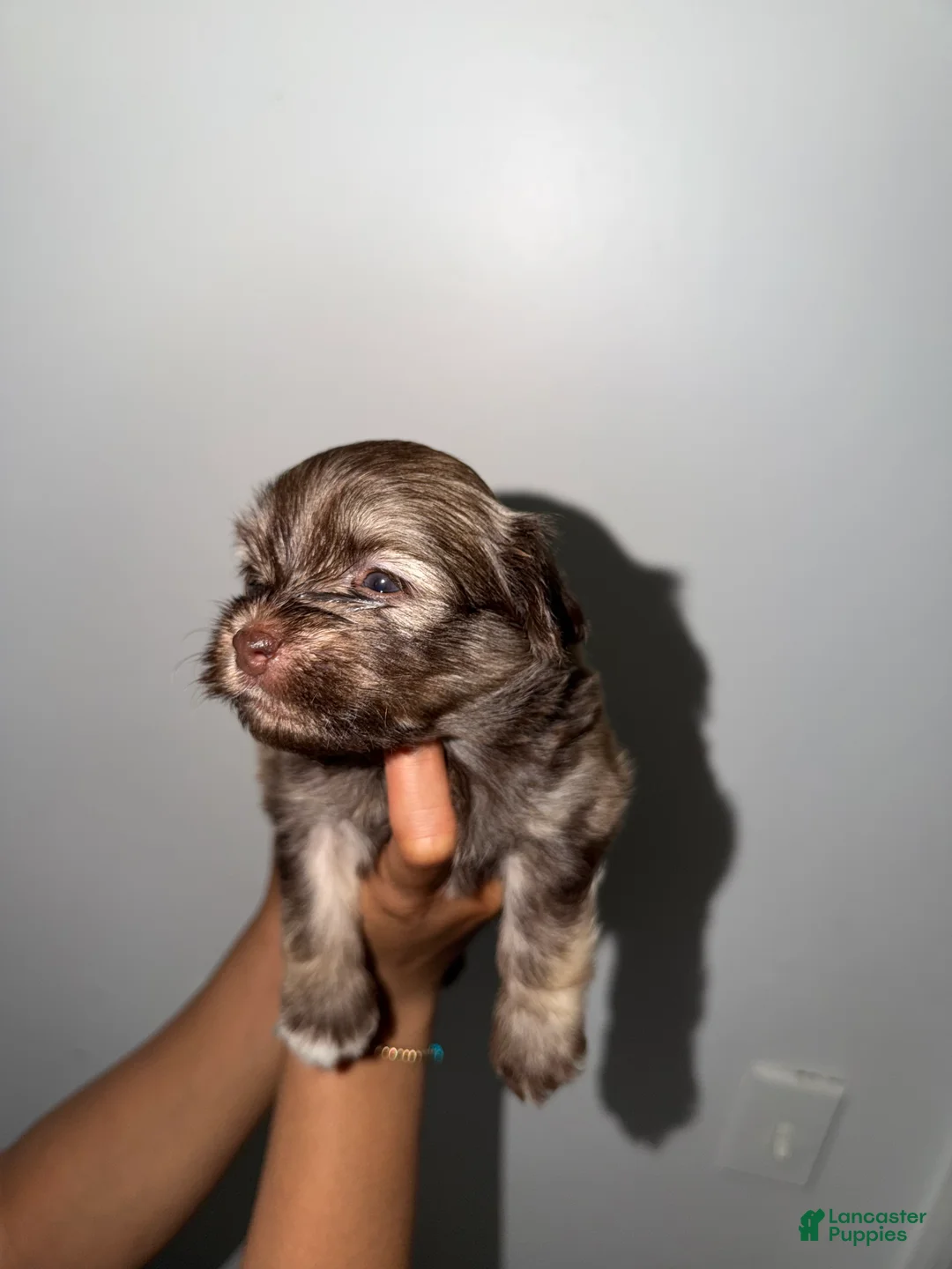 Mixed Breed dogs for sale: Mixed Breed 2 - Ad 1
