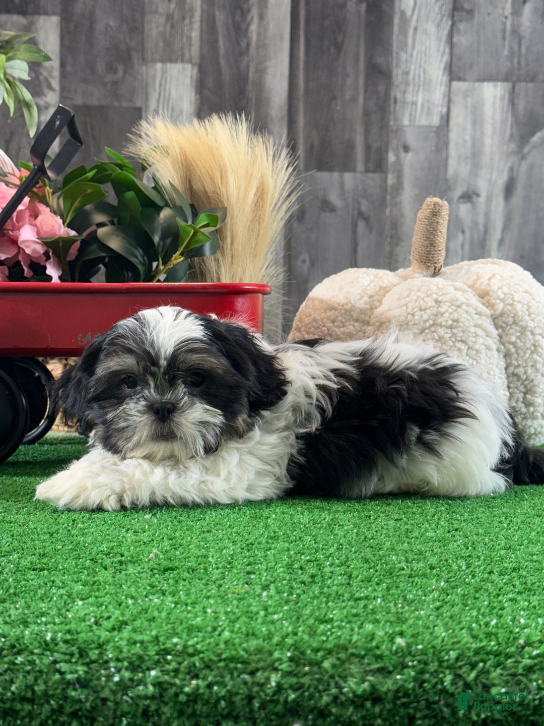 Shih Tzu dogs for sale: Smokey  - Ad 6