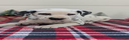 Dalmatian dogs for sale: Barney - Ad 2