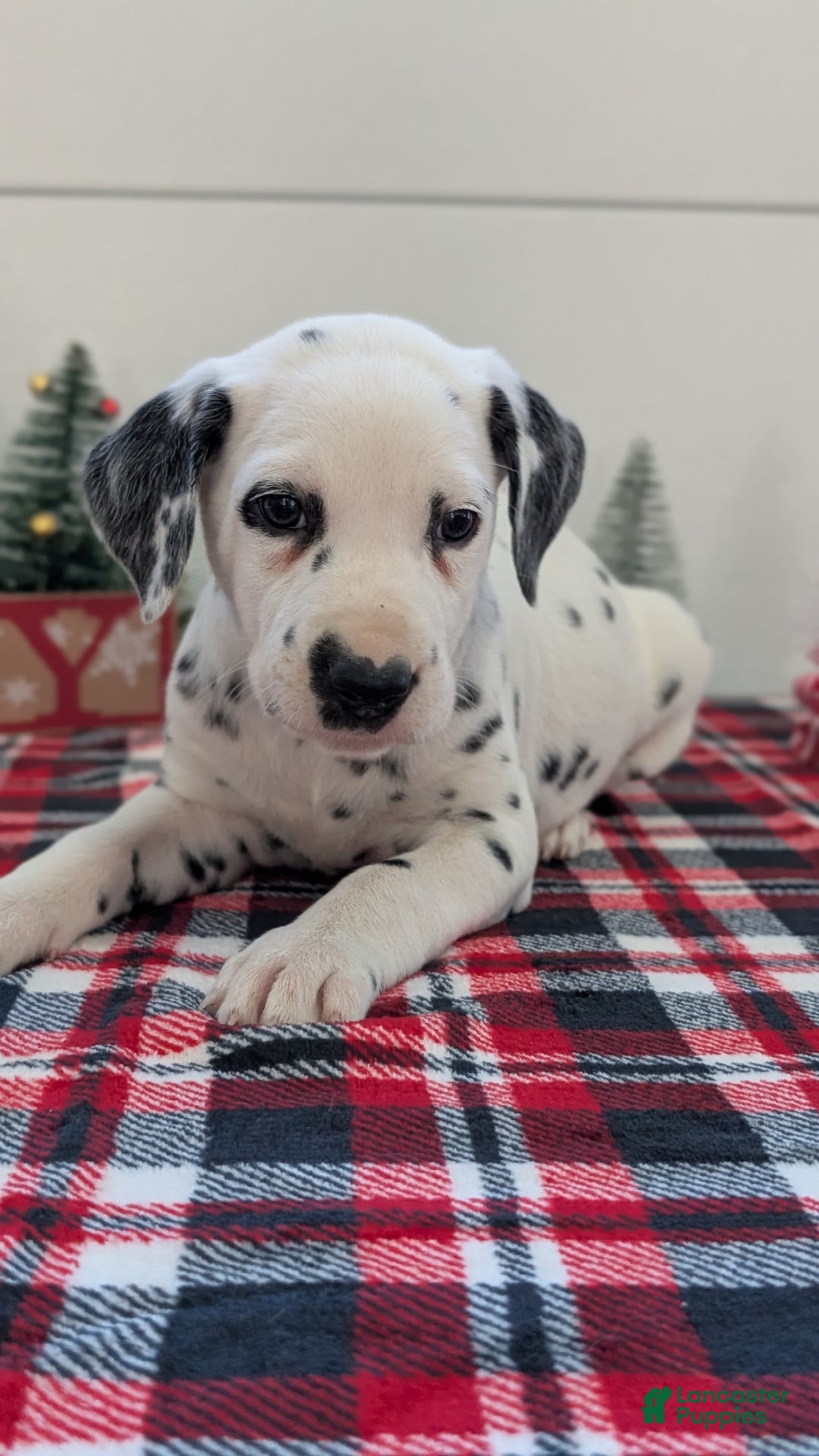 Dalmatian dogs for sale: Barney - Ad 2