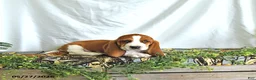 Basset Hound dogs for sale: Willow - Ad 4