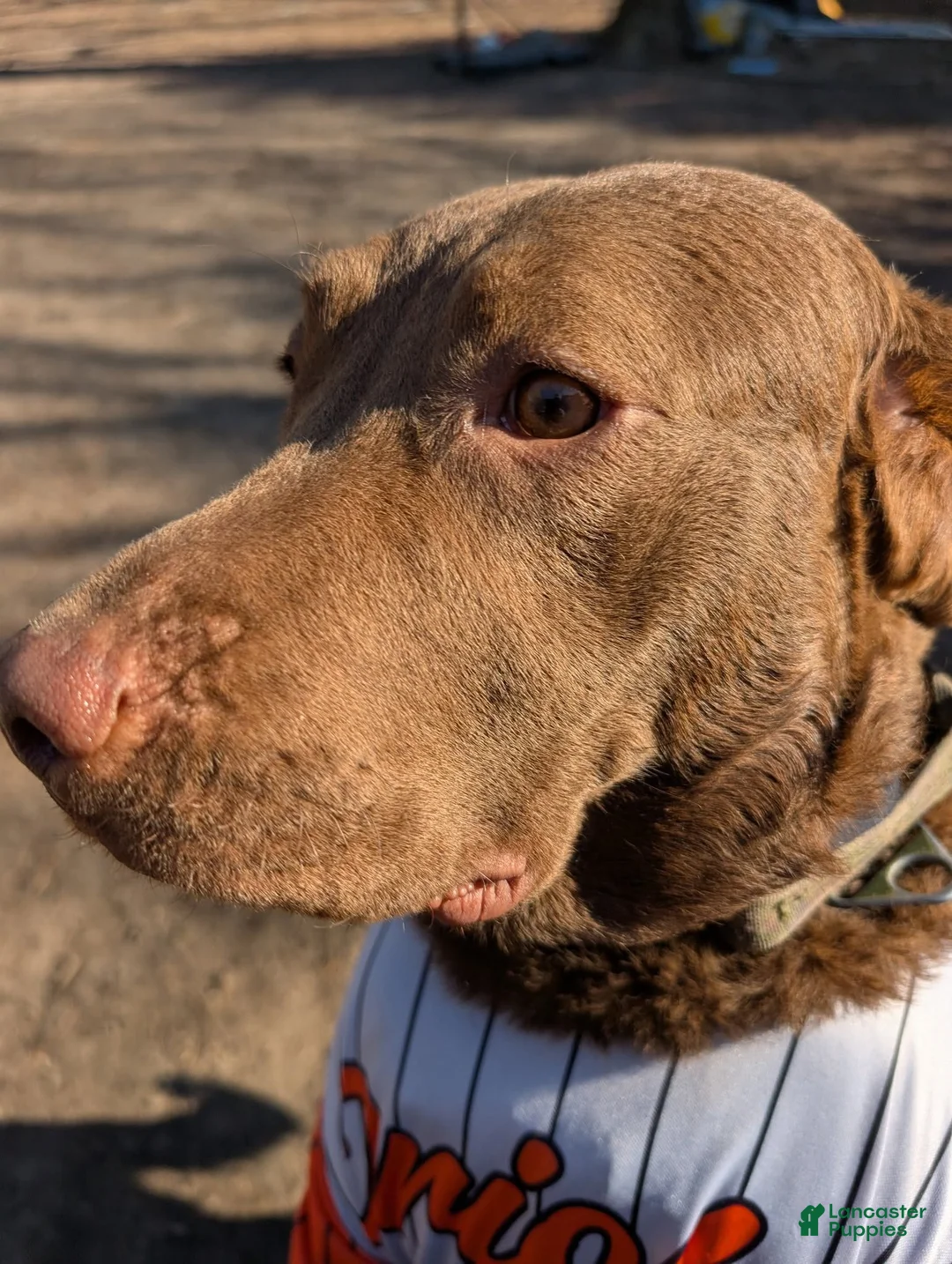 Chesapeake Bay Retriever dogs for sale: Your Choice - Ad 2