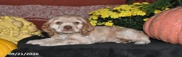 Cocker Spaniel dogs for sale: Sammy - Ad 3