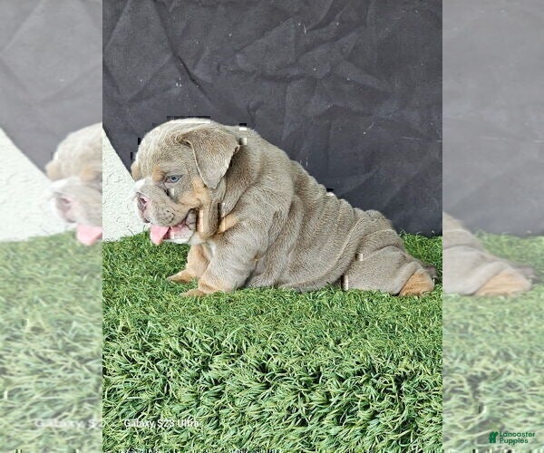 English Bulldog dogs PRADA - LILAC TAN TRI MICRO IN LA CA AND US DELIVERY - Ad 12