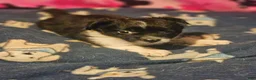 Chihuahua dogs for sale: Butter (T-Cup) - Ad 3