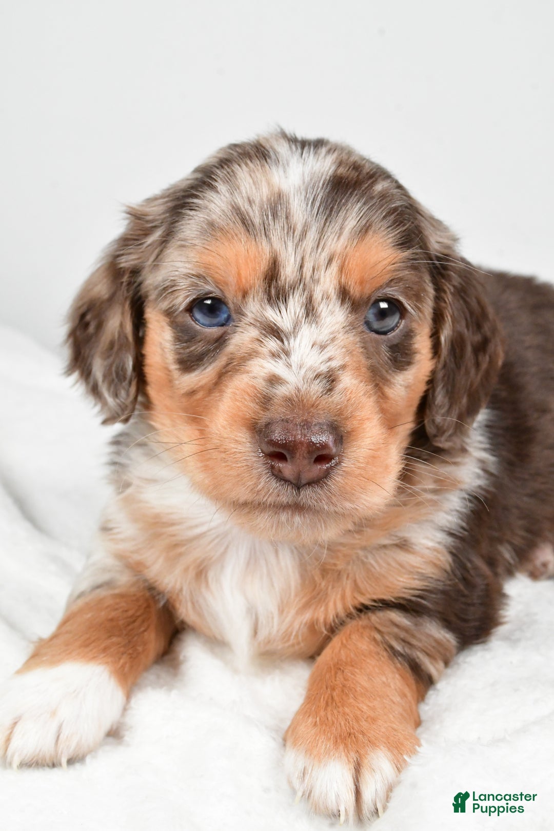 Miniature Dachshund dogs for sale: Charles - Ad 3