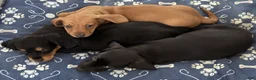 Miniature Dachshund dogs for sale: Beth - Ad 2