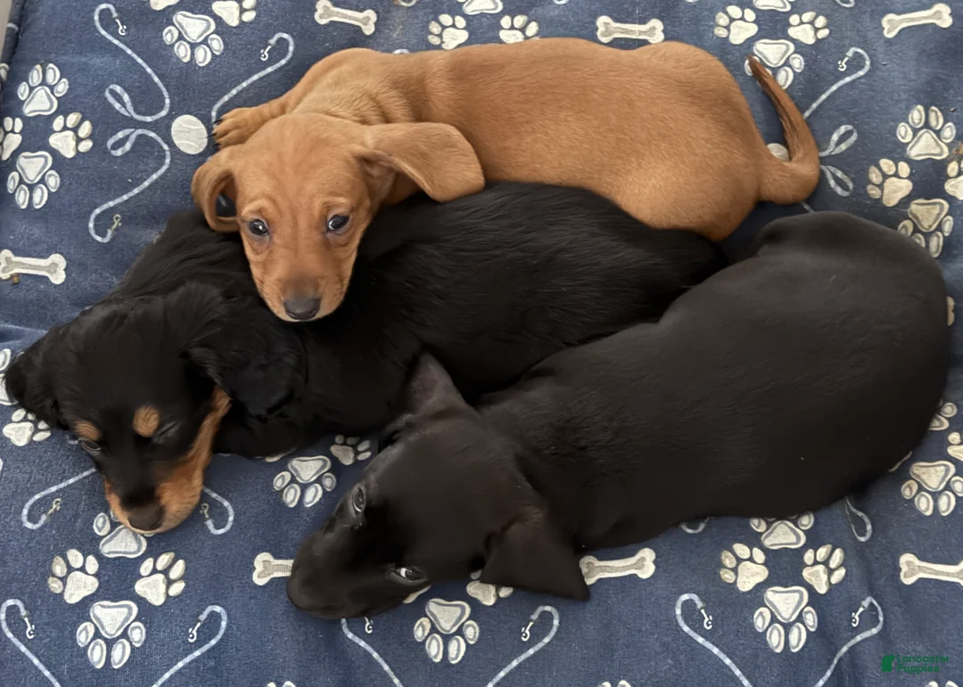 Miniature Dachshund dogs for sale: Beth - Ad 2