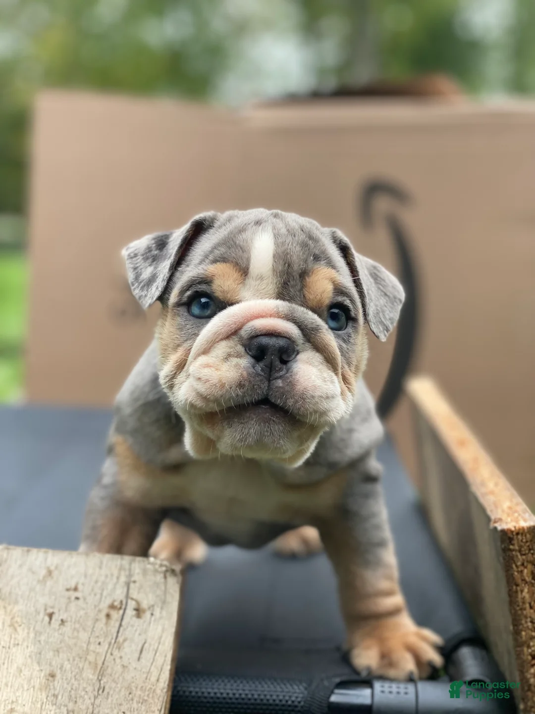 English Bulldog dogs for sale: Nicky - Ad 2