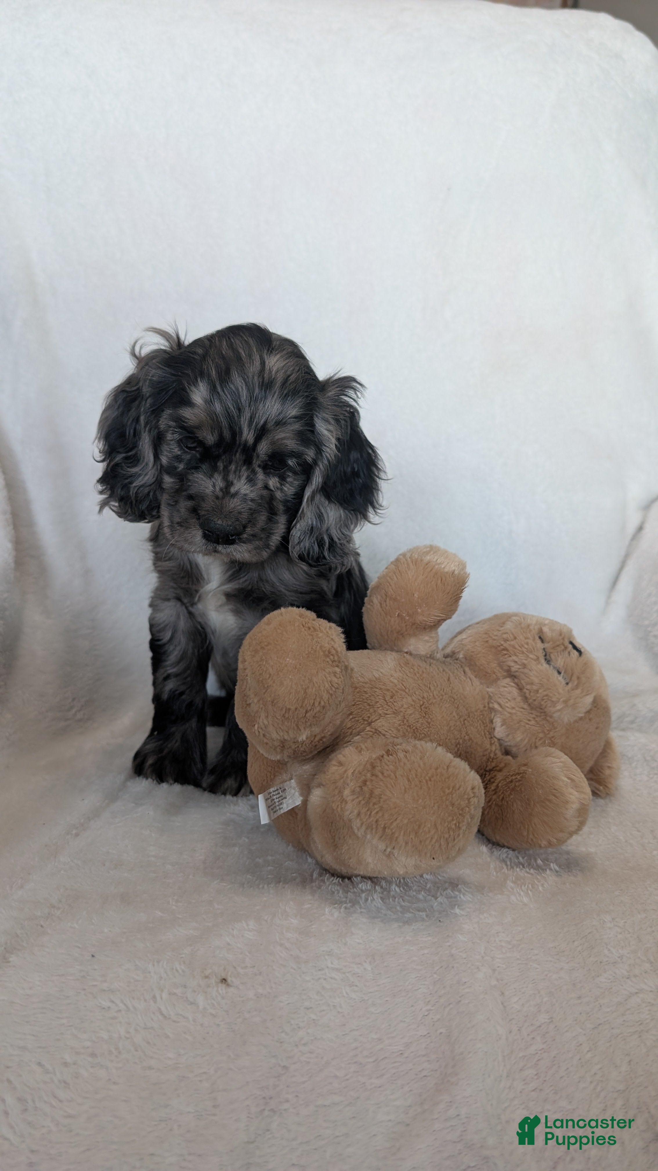Cocker Spaniel dogs Smokie - Ad 2
