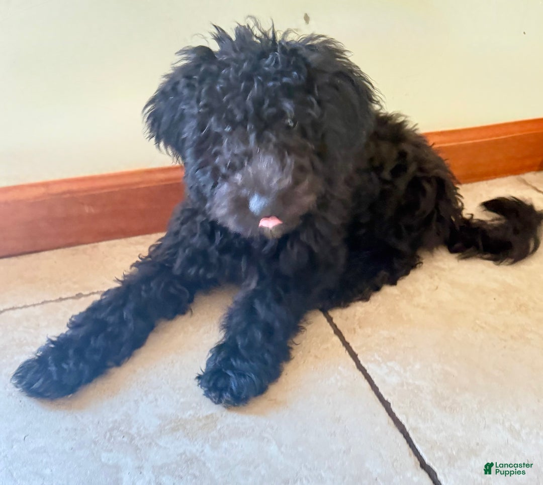 Mini Goldendoodle dogs for sale: Finn - Ad 2
