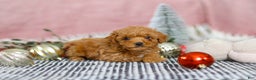 Miniature Poodle dogs for sale: Sadie - Ad 6
