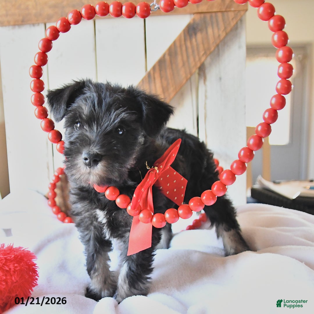 Miniature Schnauzer dogs for sale: Peanut  - Ad 4