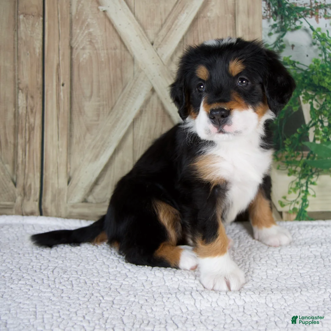 Bernese Mountain Dog dogs for sale: Esmea - Ad 2