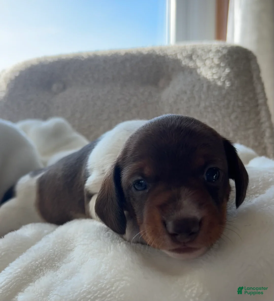 Miniature Dachshund dogs for sale: Doxy - Ad 9