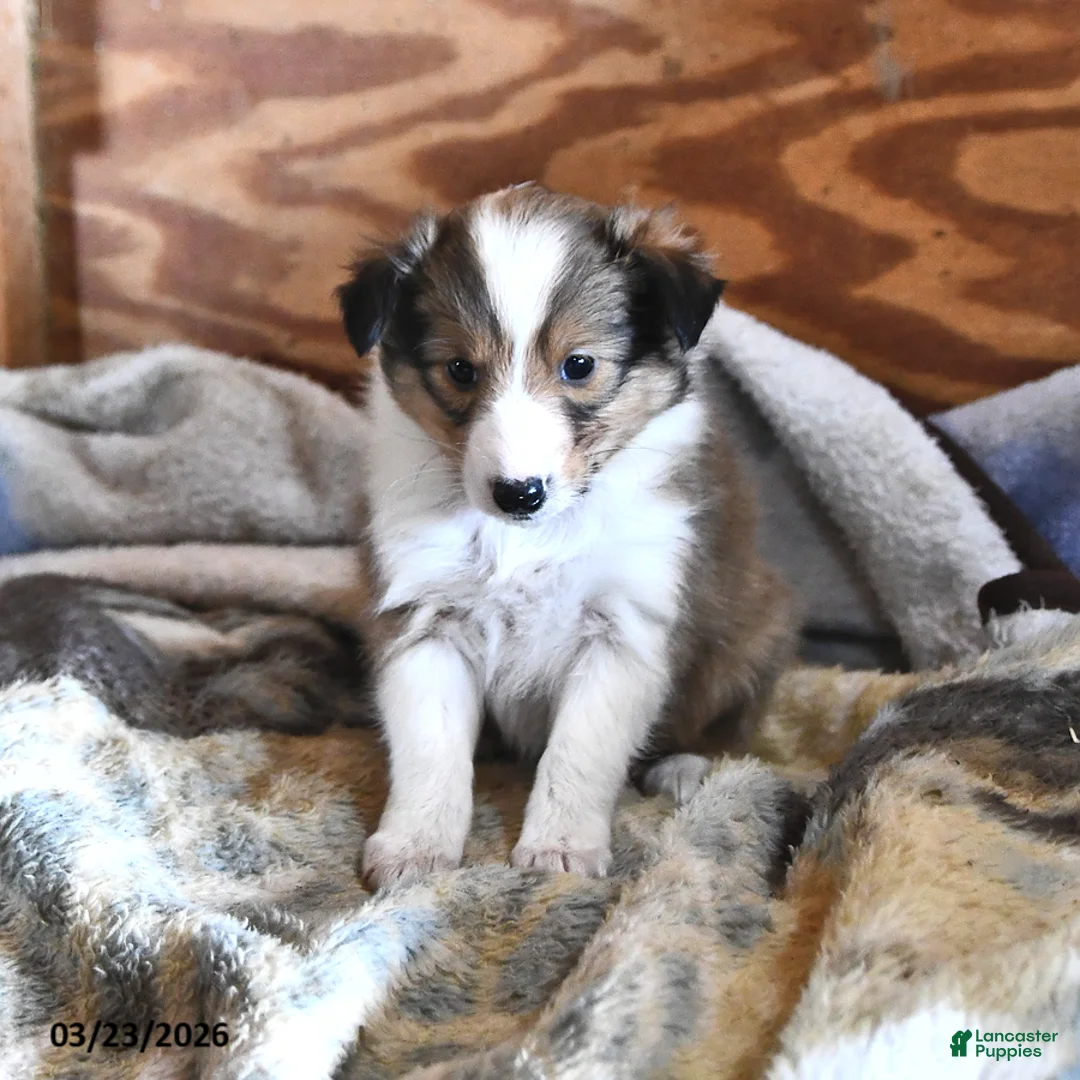 Shetland Sheepdog dogs for sale: Skye - Ad 2