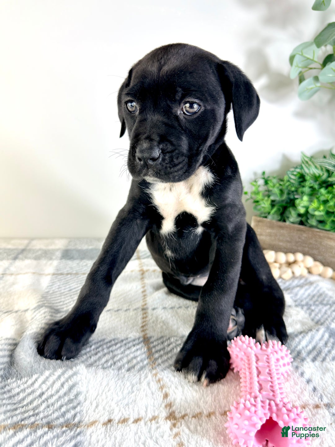 Cane Corso dogs for sale: Freya - Ad 3