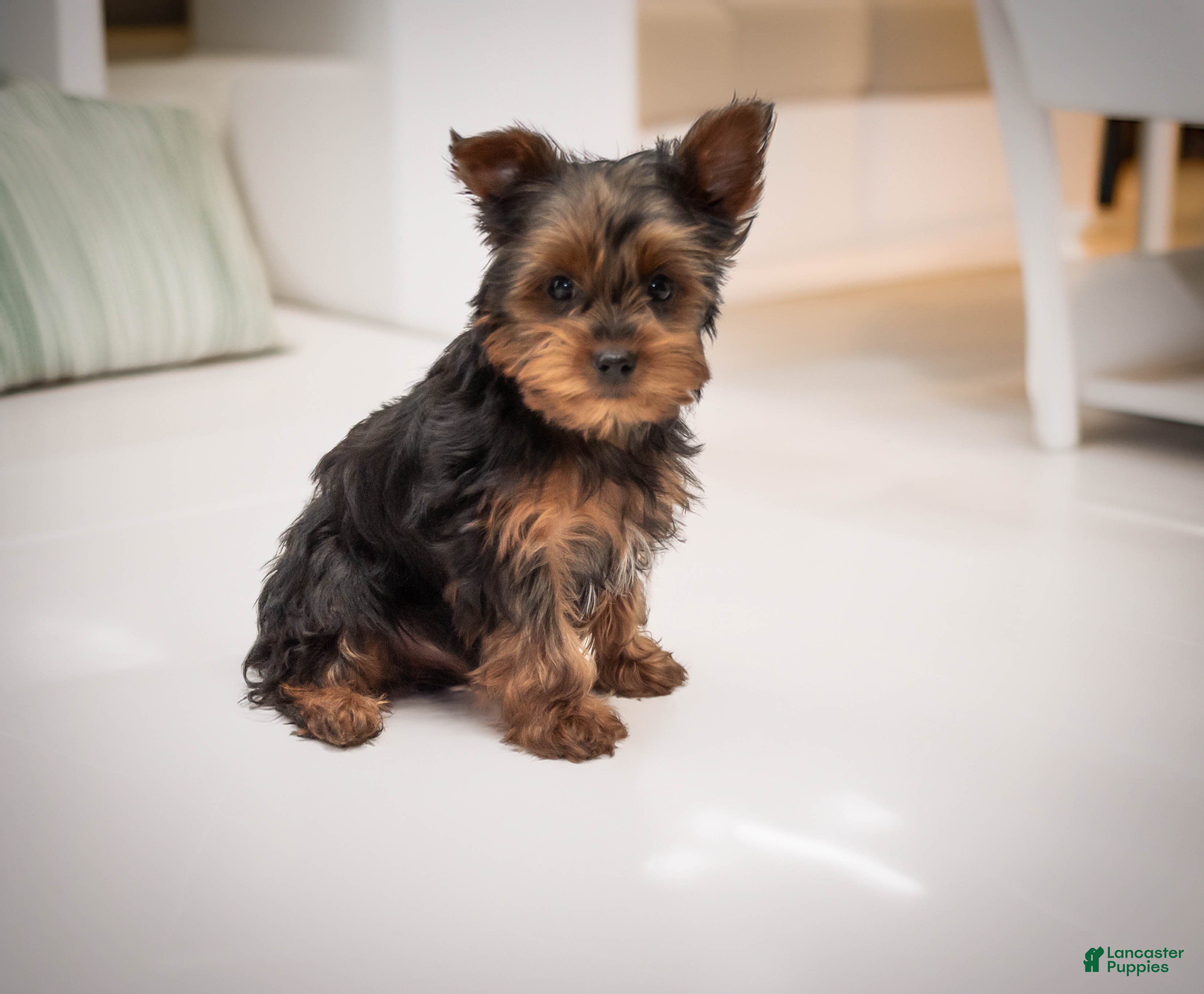 Yorkshire Terrier dogs Sparky - Ad 38