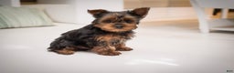 Yorkshire Terrier dogs for sale: Sparky - Ad 1