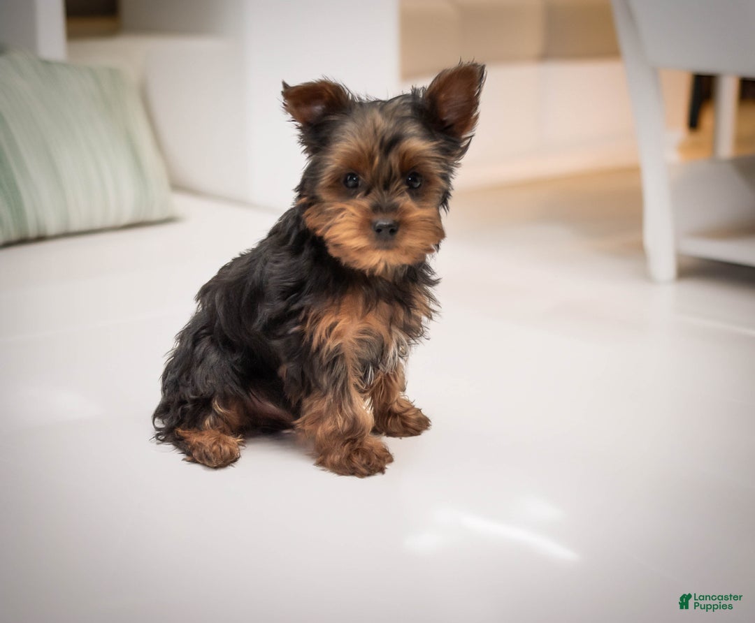 Yorkshire Terrier dogs for sale: Sparky - Ad 1