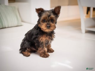 Yorkshire Terrier dogs Sparky - Ad 38