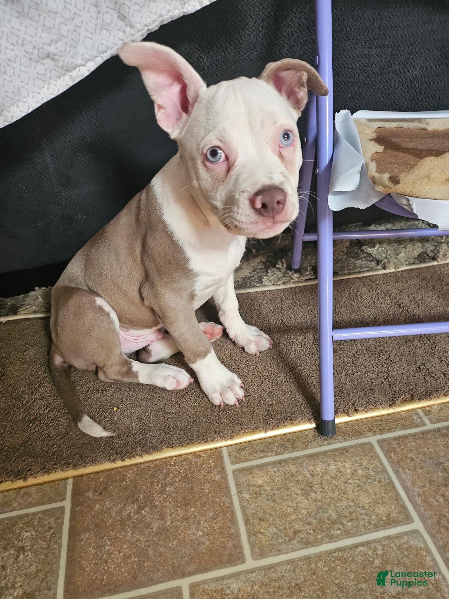 American Bully dogs for sale: American Bully 1 - Ad 1