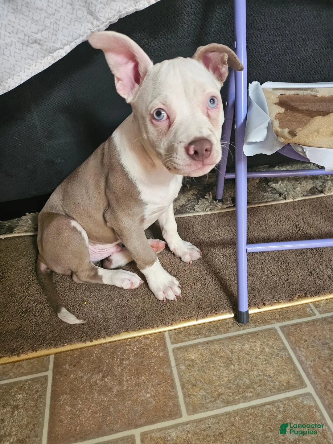 American Bully dogs for sale: American Bully 1 - Ad 1