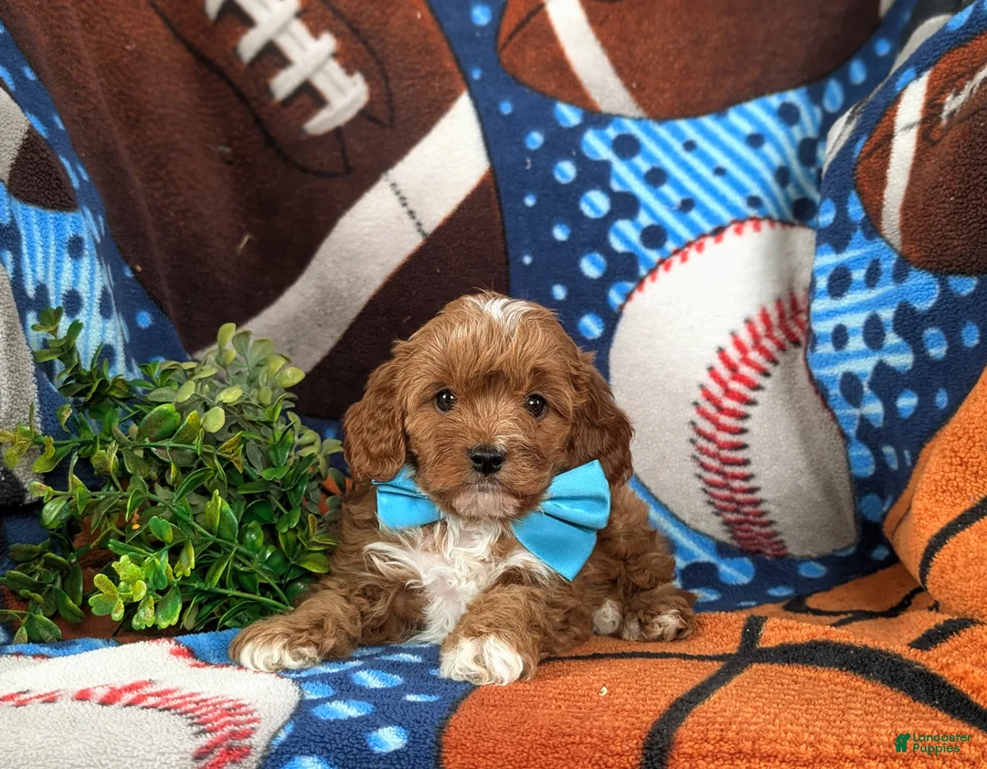 Cavapoo dogs for sale: Elliott - Ad 6