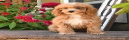 Cockapoo dogs for sale: Oakley - Ad 3