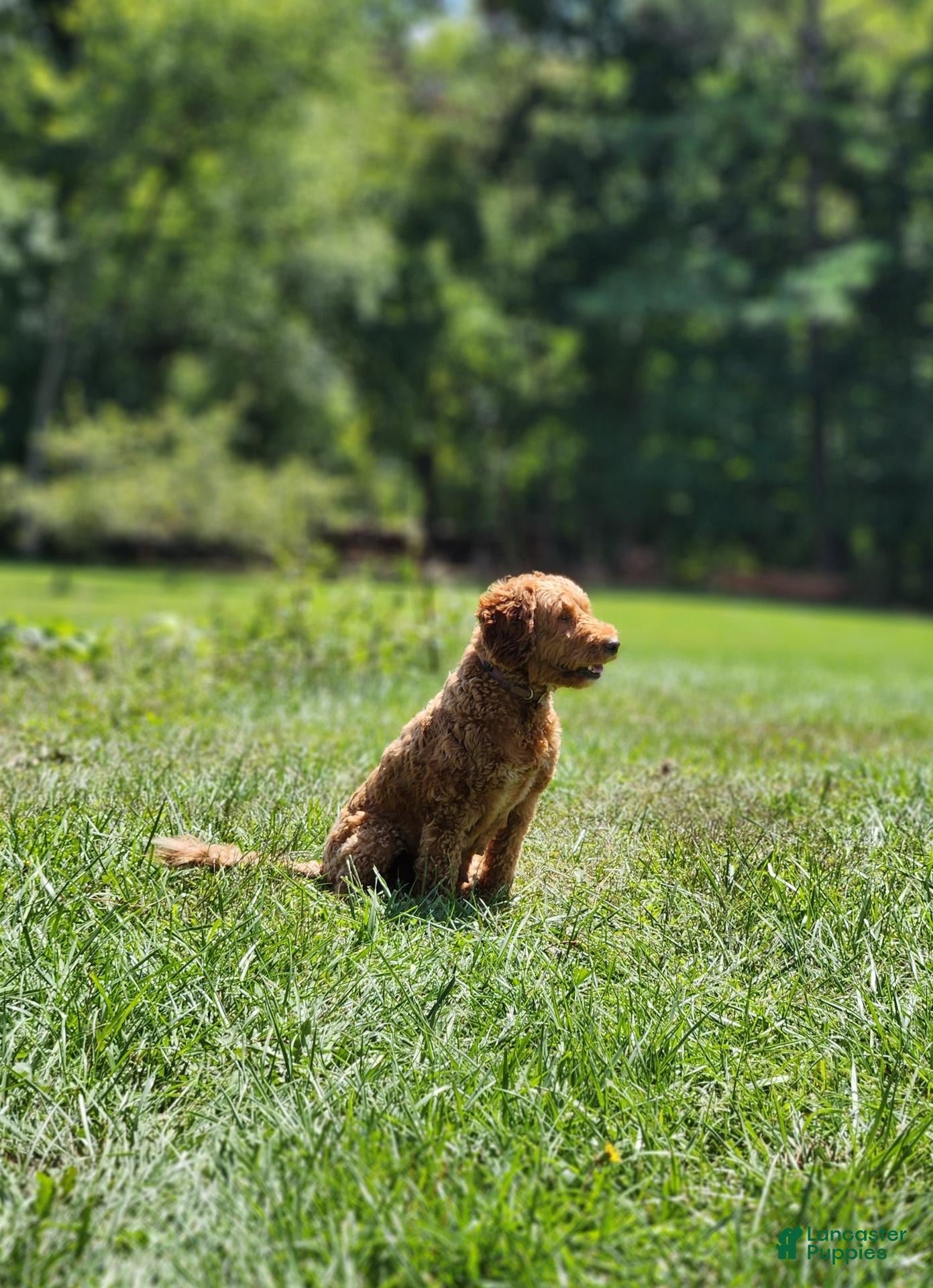 Miniature Labradoodle dogs Cali - Ad 2