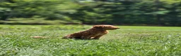 Miniature Labradoodle dogs for sale: Cali - Ad 2