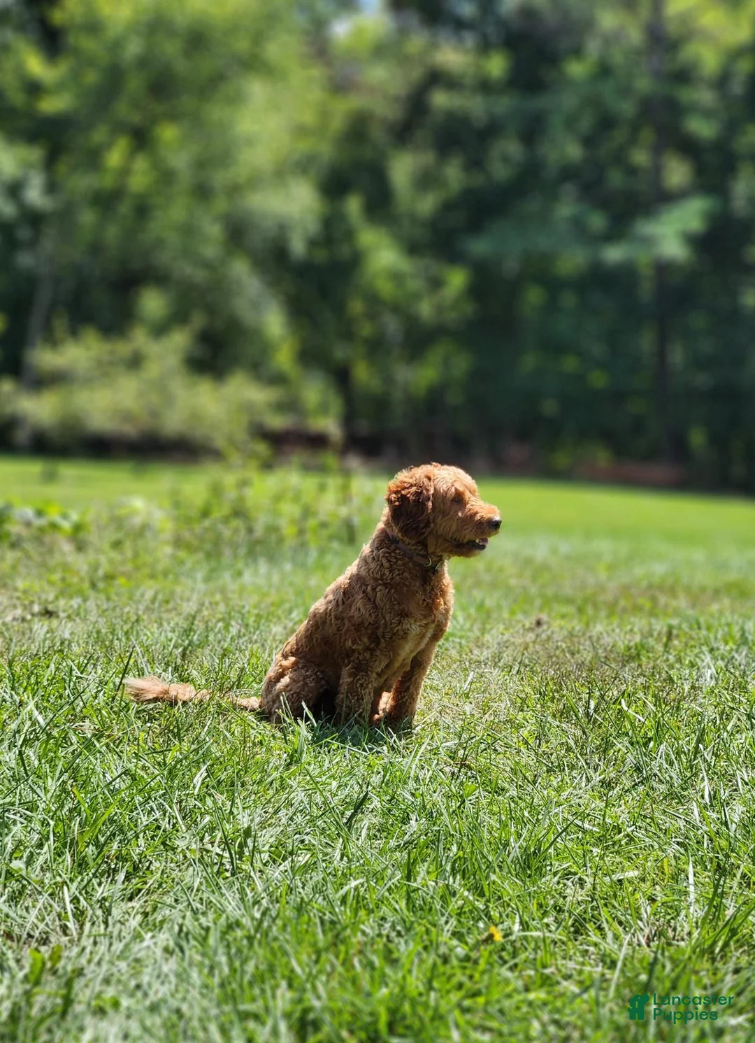Miniature Labradoodle dogs for sale: Cali - Ad 2