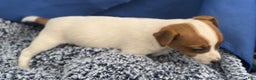 Jack Russell Terrier dogs for sale: Biscuit - Ad 3