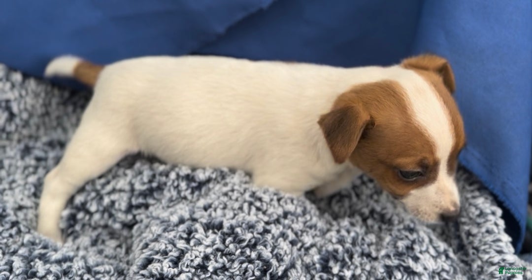 Jack Russell Terrier dogs for sale: Biscuit - Ad 3