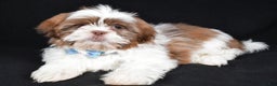 Shih Tzu dogs for sale: Frank - Ad 1