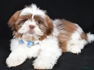 Shih Tzu dogs Frank - Ad 26
