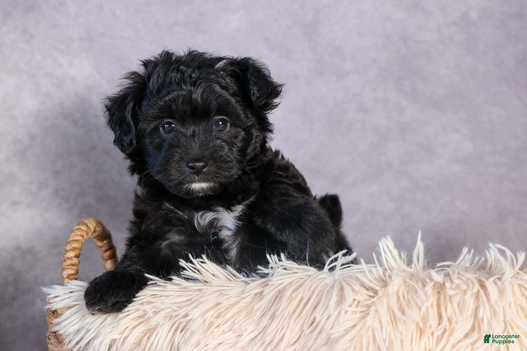 Mini Aussiedoodle dogs for sale: Kit Kat - Ad 5