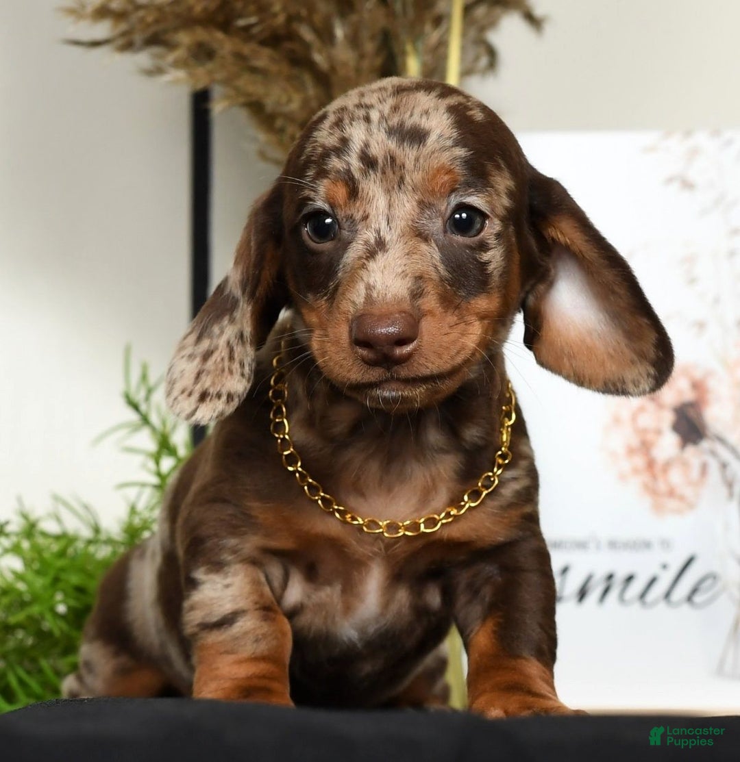 Miniature Dachshund dogs for sale: Rocky - Ad 5