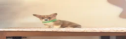 Welsh Corgi Pembroke dogs for sale: Kamala - Ad 5