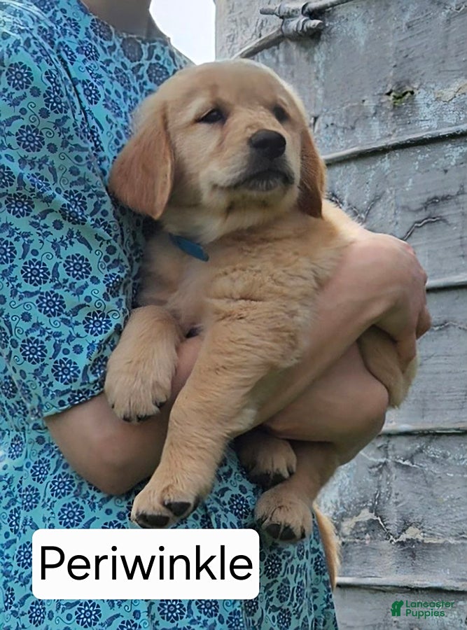 Golden Retriever dogs Periwinkle - Ad 11
