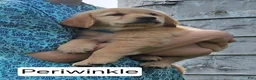 Golden Retriever dogs for sale: Periwinkle - Ad 1