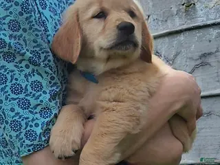 Golden Retriever dogs Periwinkle - Ad 11