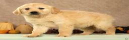Golden Retriever dogs for sale: Shena - Ad 3