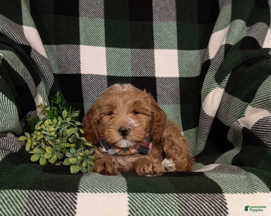Mini Goldendoodle dogs for sale: Bronco Hypoallergenic - Ad 5
