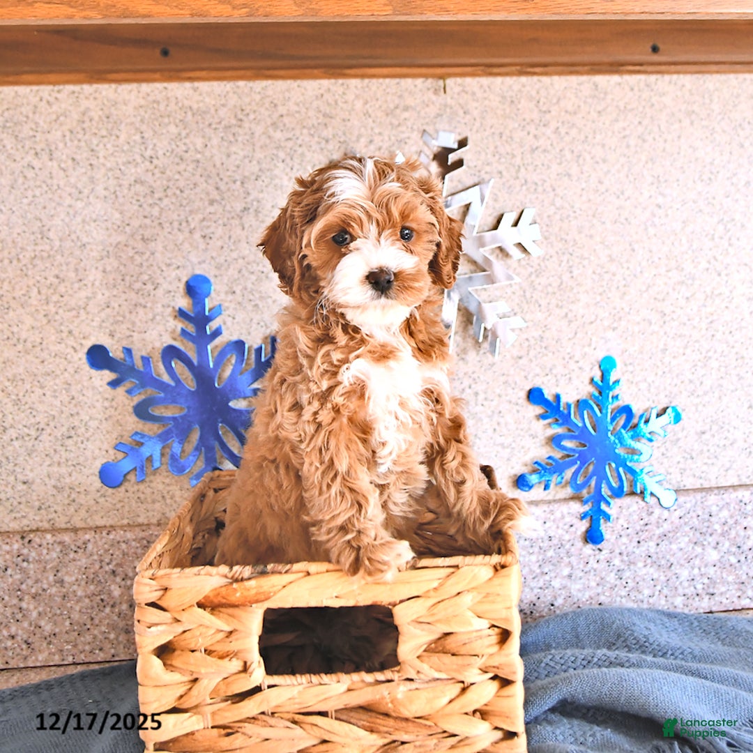 Cockapoo dogs for sale: Baby - Ad 3