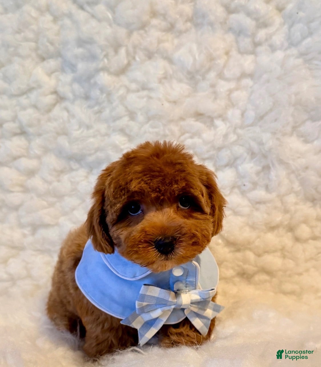 Toy Poodle dogs Snuggles deep red - Ad 1