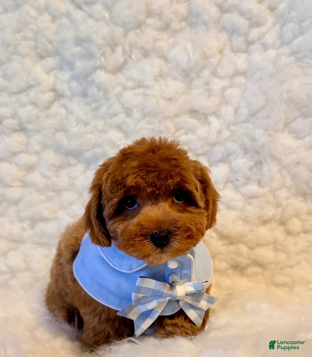 Toy Poodle dogs for sale: Snuggles deep red - Ad 1