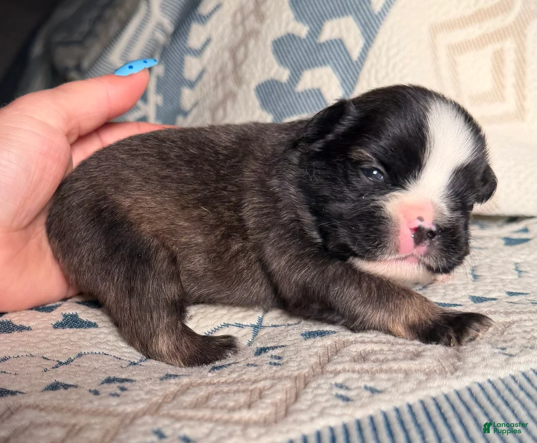 French Bulldog dogs for sale: Stew - Ad 2