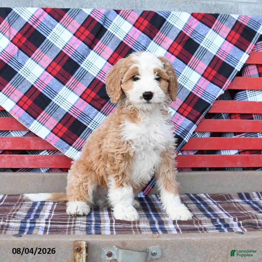 Mini Bernedoodle dogs Sunny  - Ad 2